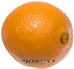 Sunkist  large navel orange Center Front Picture